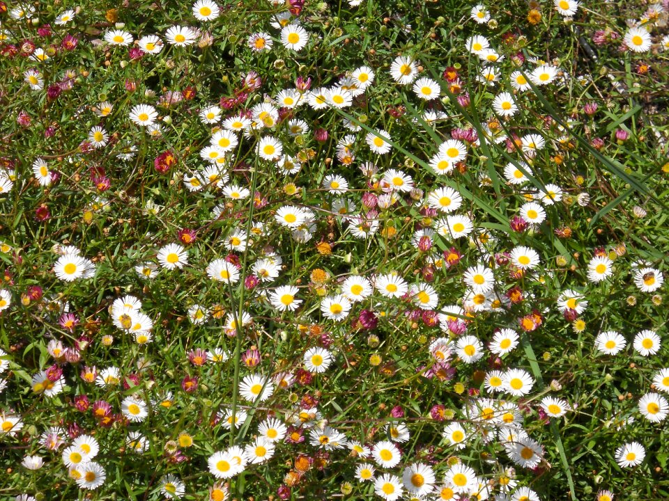 Spring wildflowers nature