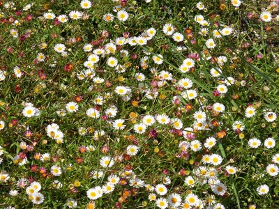 Spring wildflowers nature