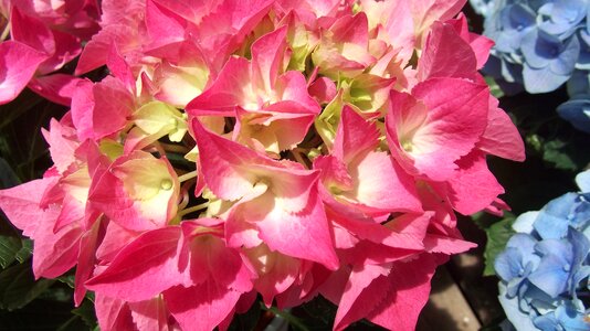 Hydrangea gardening pink petal