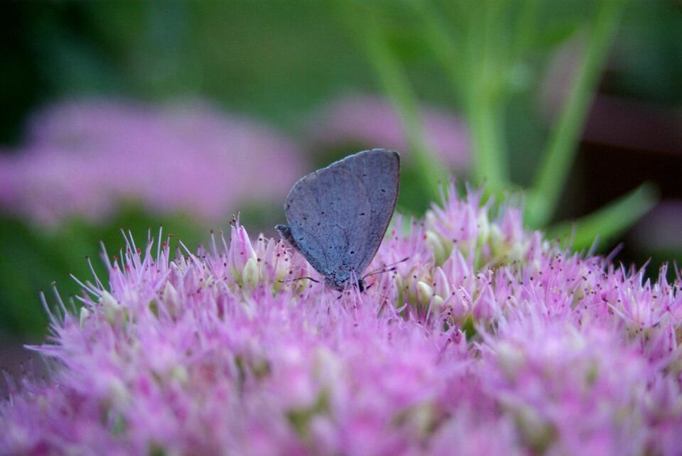 Insect garden flower