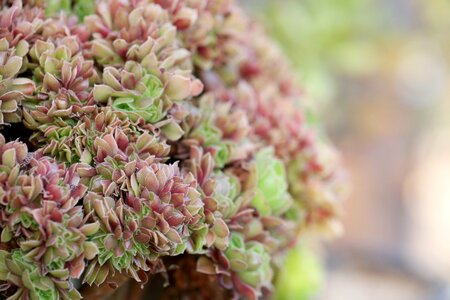 Succulent plant cactus houseleek photo