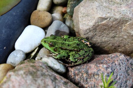 Garden pond frog pond amphibian