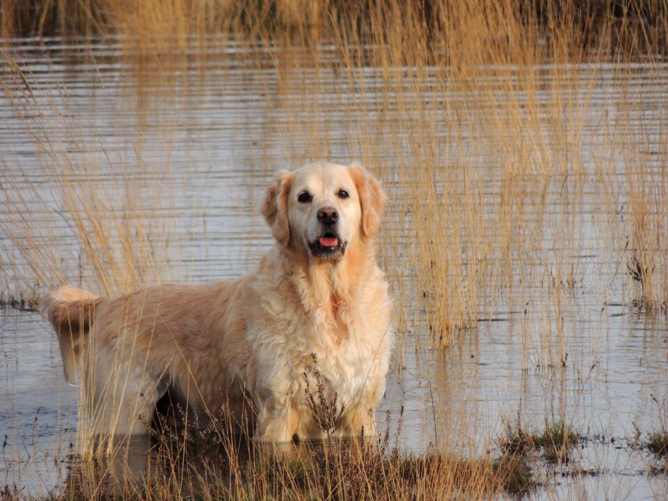 Dog pet water