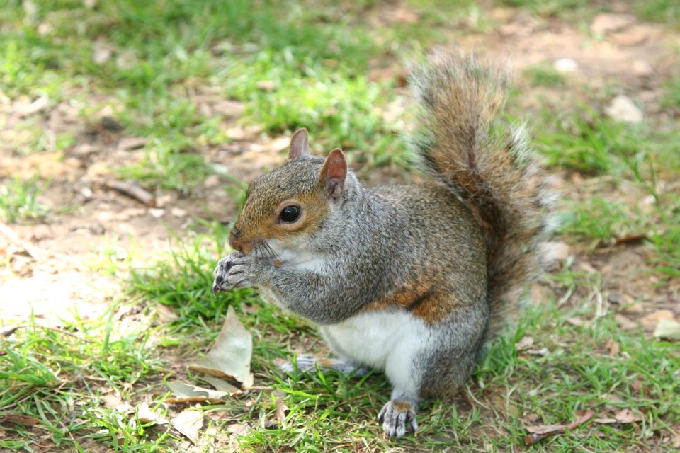 The squirrel pet park