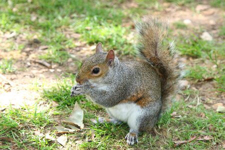 The squirrel pet park