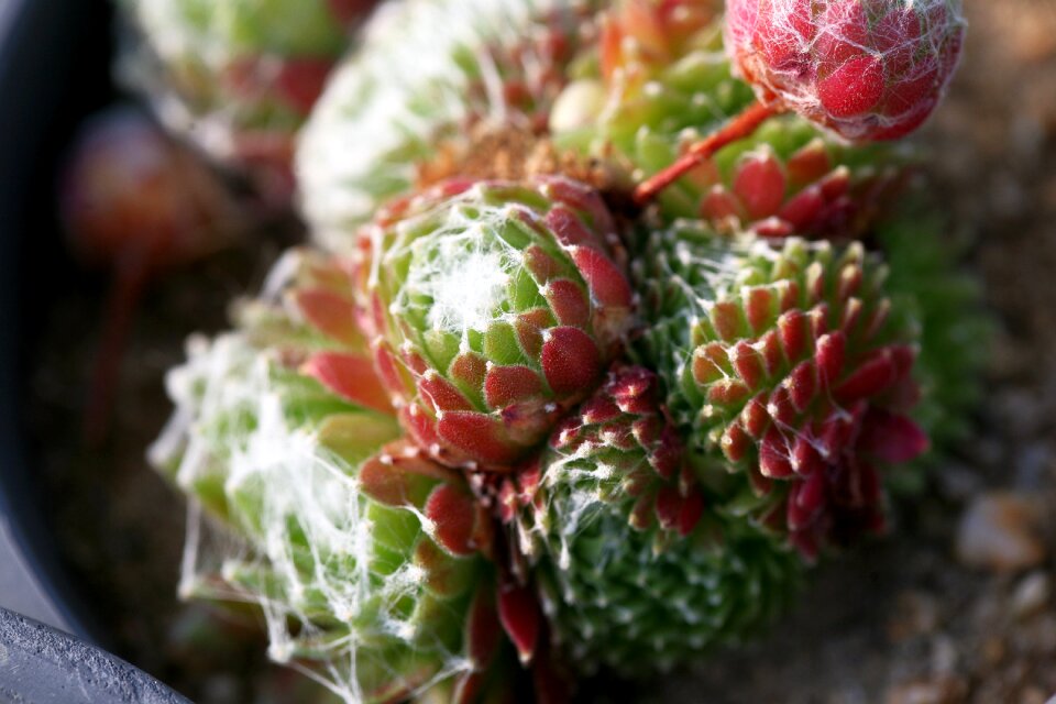 Succulent plant cactus houseleek