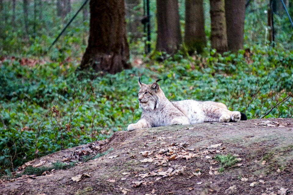 Gangelt wildlife park wildcat animal world