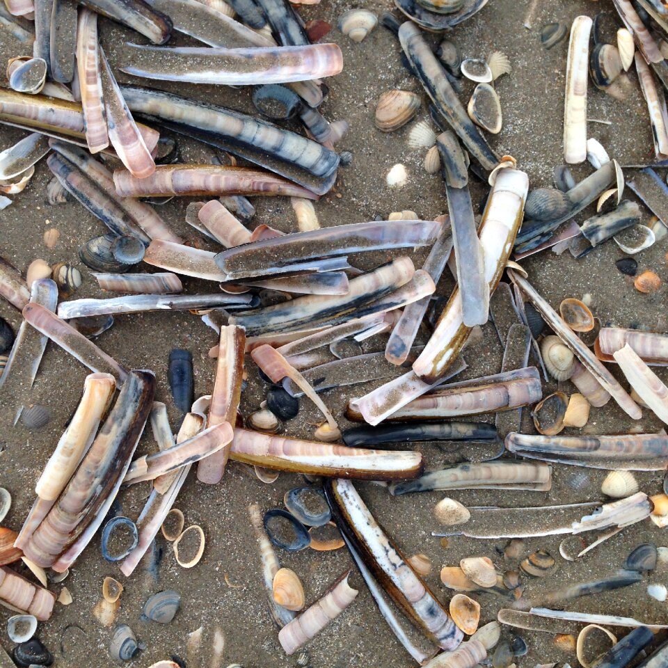 Sand nature sea shells