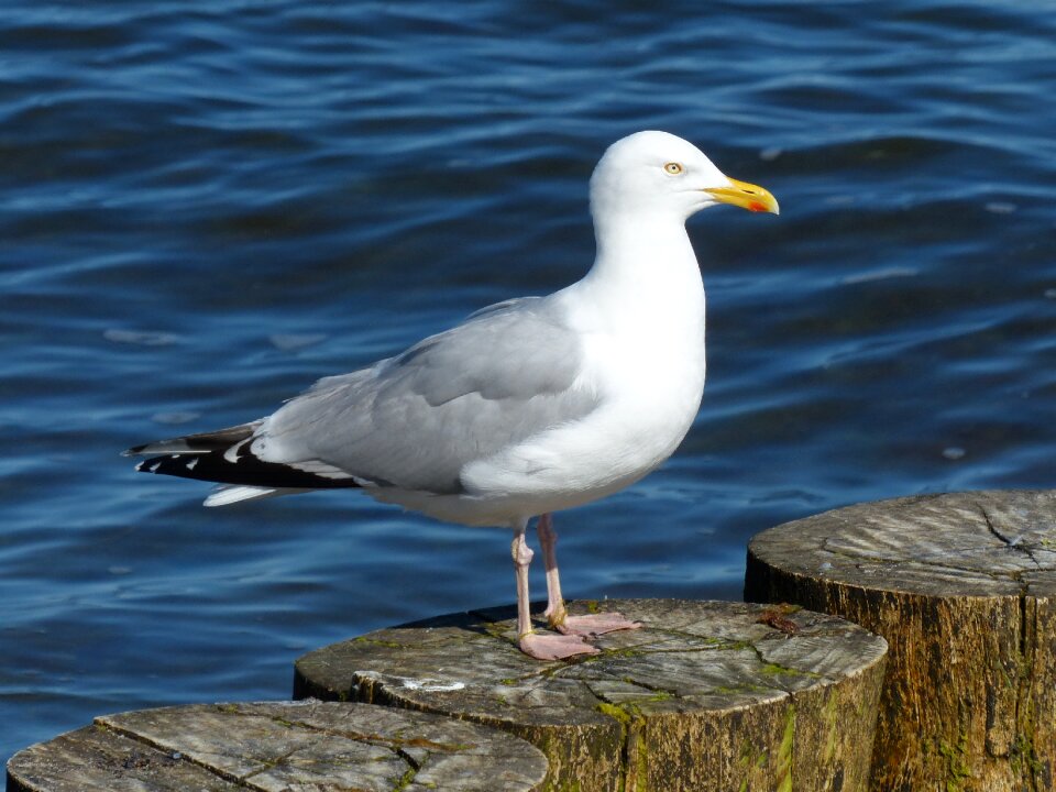 Herring gull larus argentatus seagull