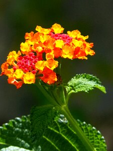 Flower beauty red and yellow
