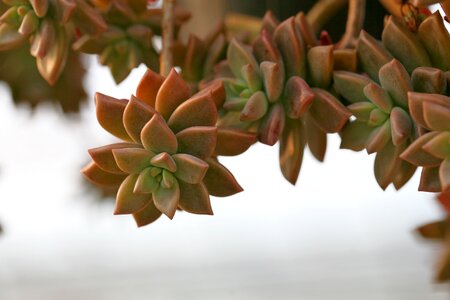Succulent plant cactus houseleek