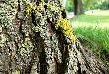 Moss overgrown growth