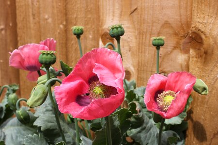 Flowers poppy flower pink