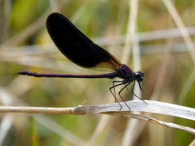 Calopteryx haemorrhoidalis winged insect cane