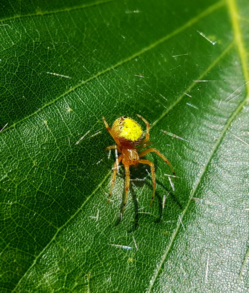 Silk arachnid creature
