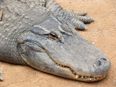 The teeth of the lizard crocodile