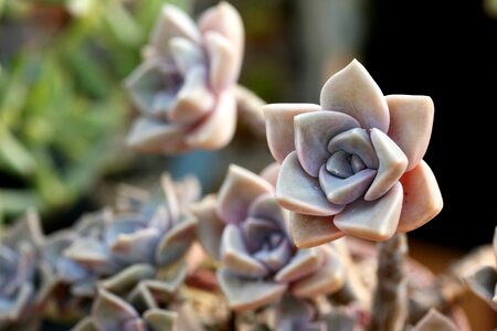 Succulent plant cactus houseleek photo