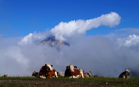 Alpine mountain nature photo