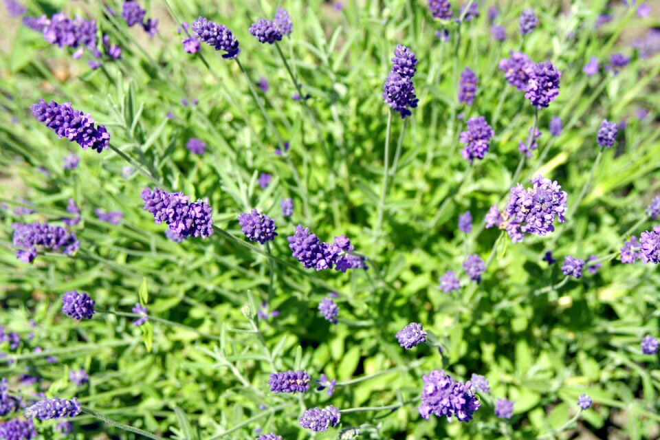 Nature the background garden