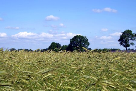 Field harvest wheat photo