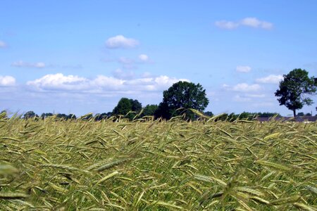 Field harvest wheat