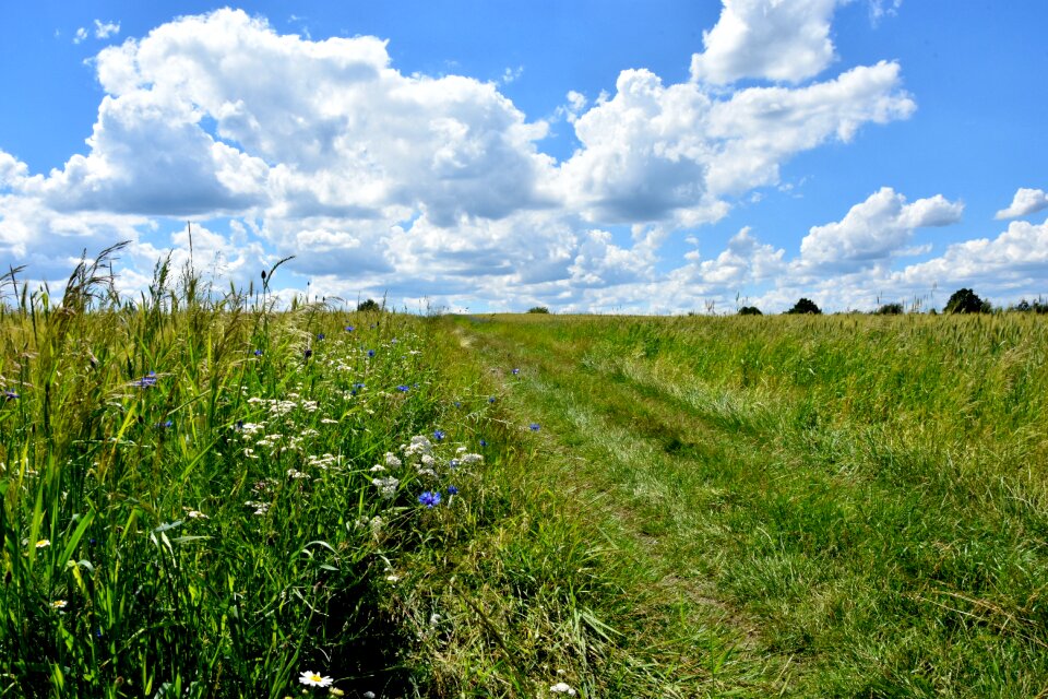 Scenery view vegetation