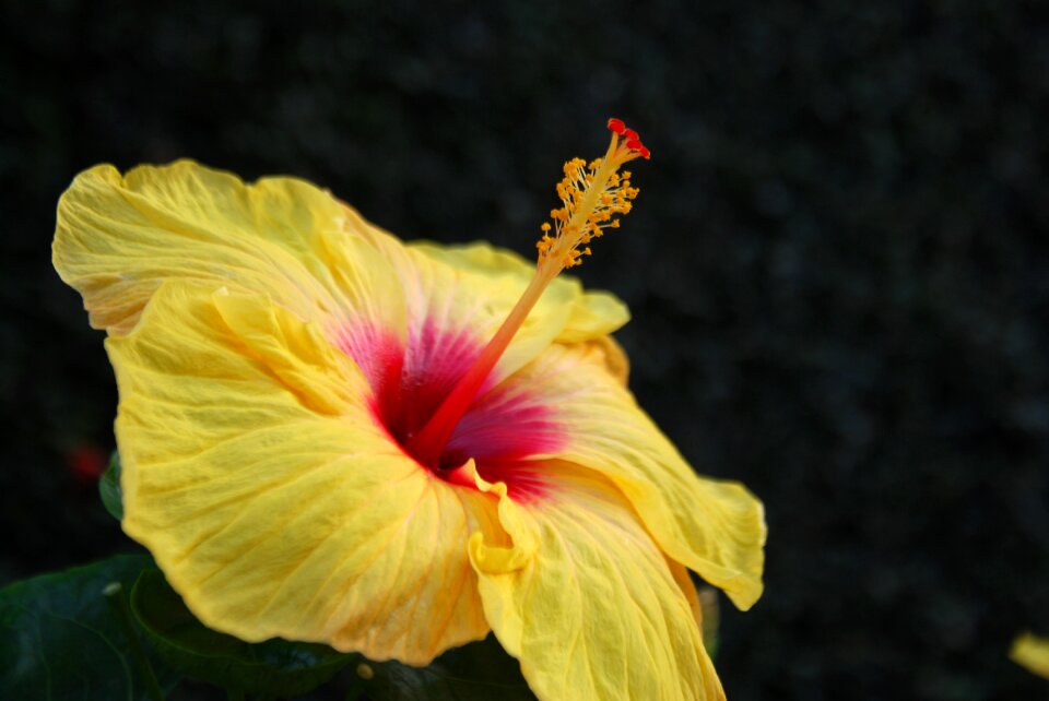 Blossom floral tropical