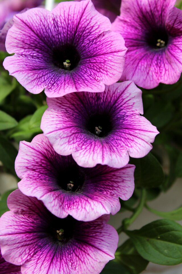 Blossom bloom nature