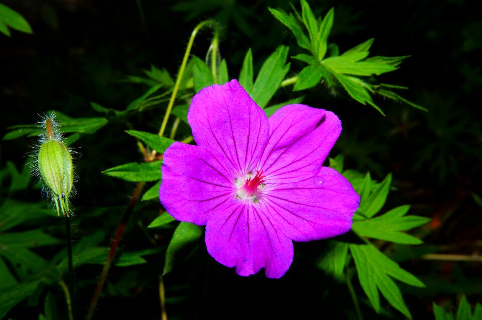 Flower garden purple close up
