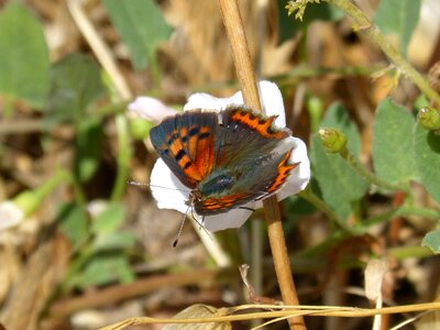 Lycaena phlaeas bicolor mantle coure comú