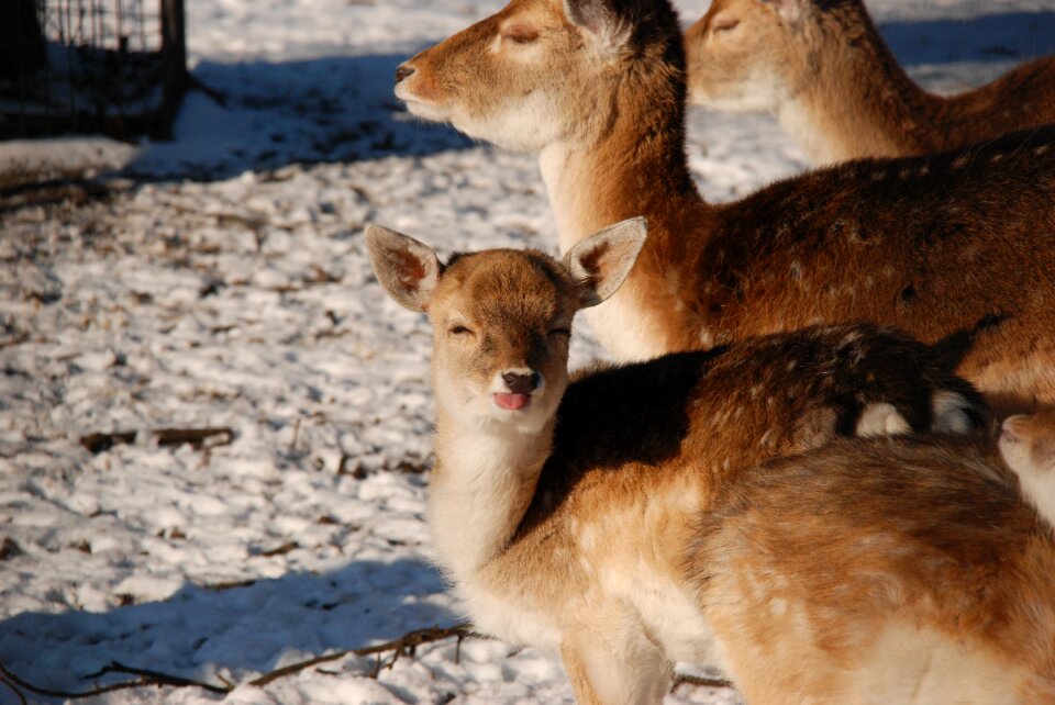 Tongue snow winter