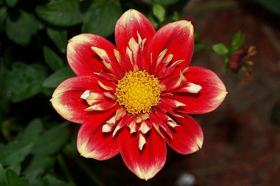 Yellow bloom blooming
