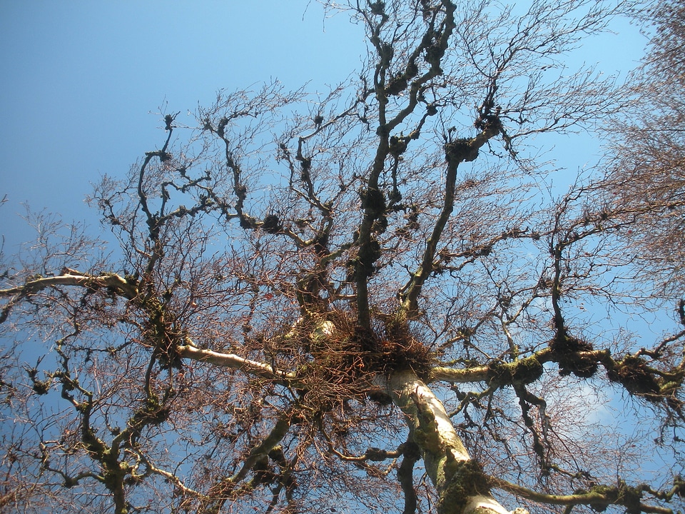 Sky blue nature