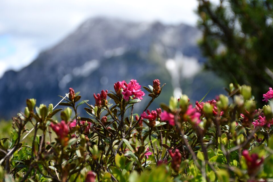 Flowers almrausch alpine flower
