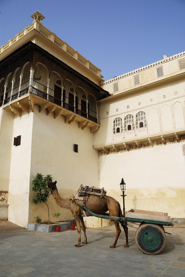 Asia camel car