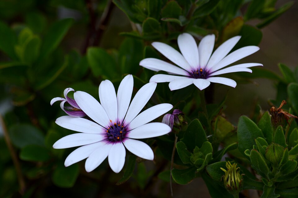 Summer flowers petals flowering