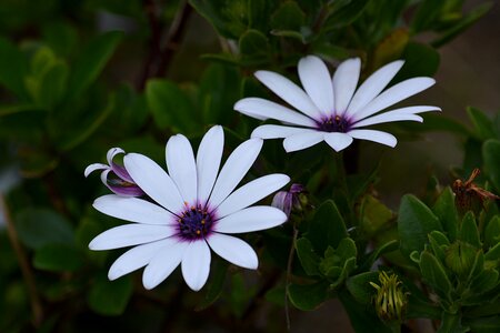 Summer flowers petals flowering