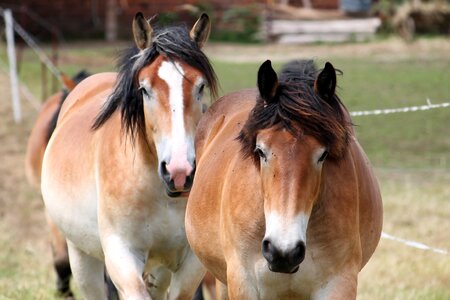Paddock mane mare