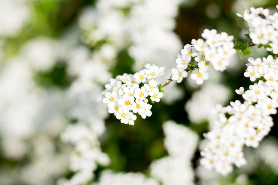 Plant spring flower spring