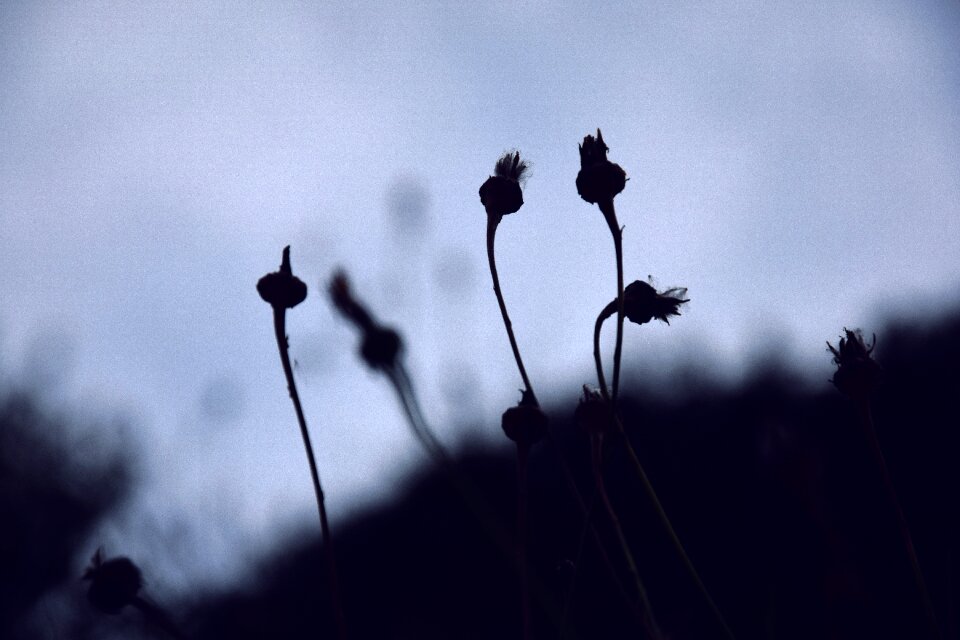 Backlight contrast nature