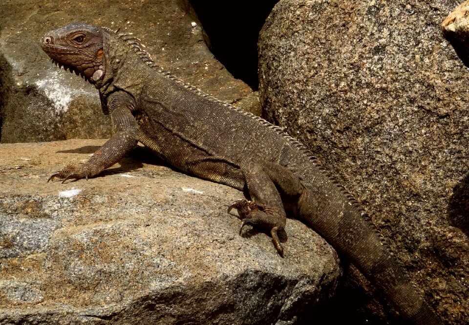 Scale lizard head photo