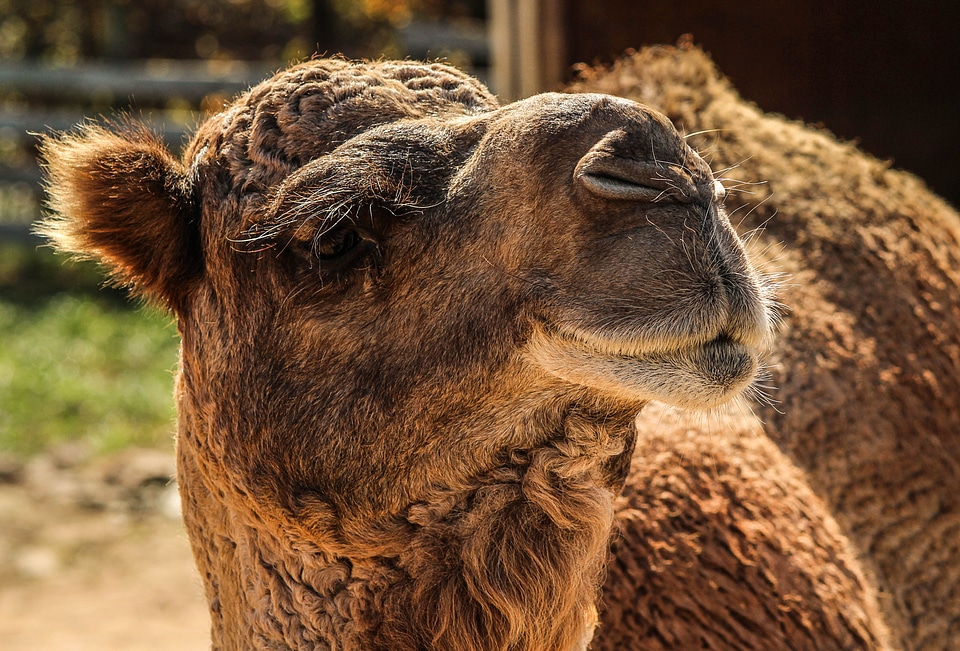 Single hump ungulate animal