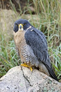 Peregrine portrait ornithology photo