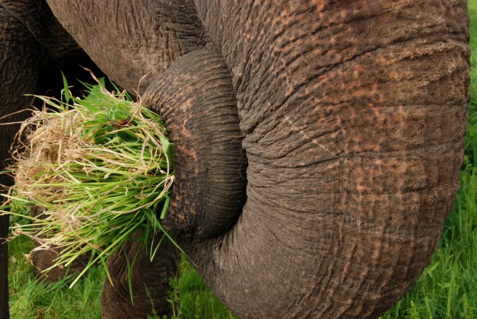 Food animal mammal
