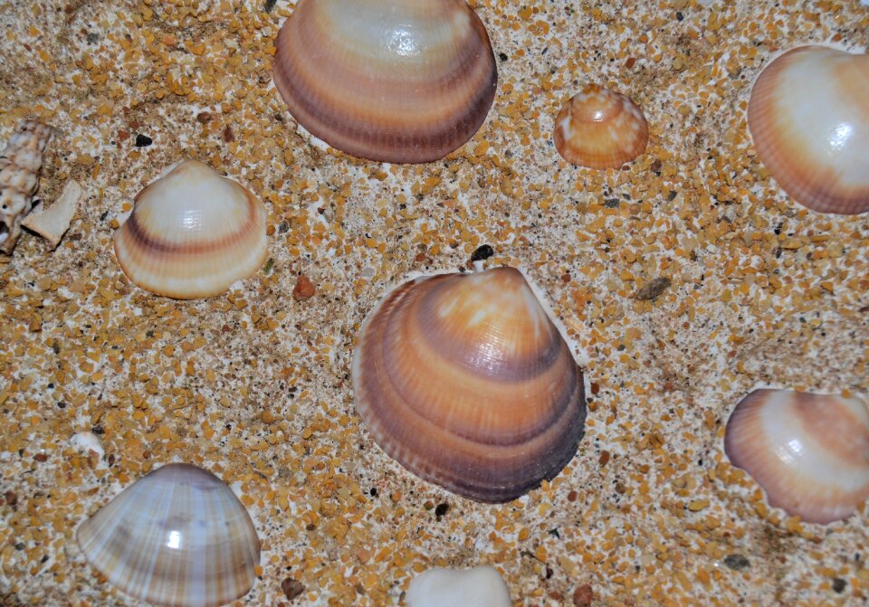 Sand mussels background