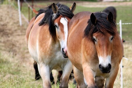 Paddock mane mare