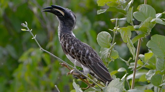 Ocyceros griseus long beak buceros