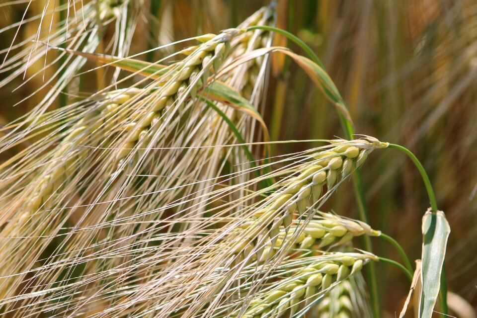Cornfield barley field barley