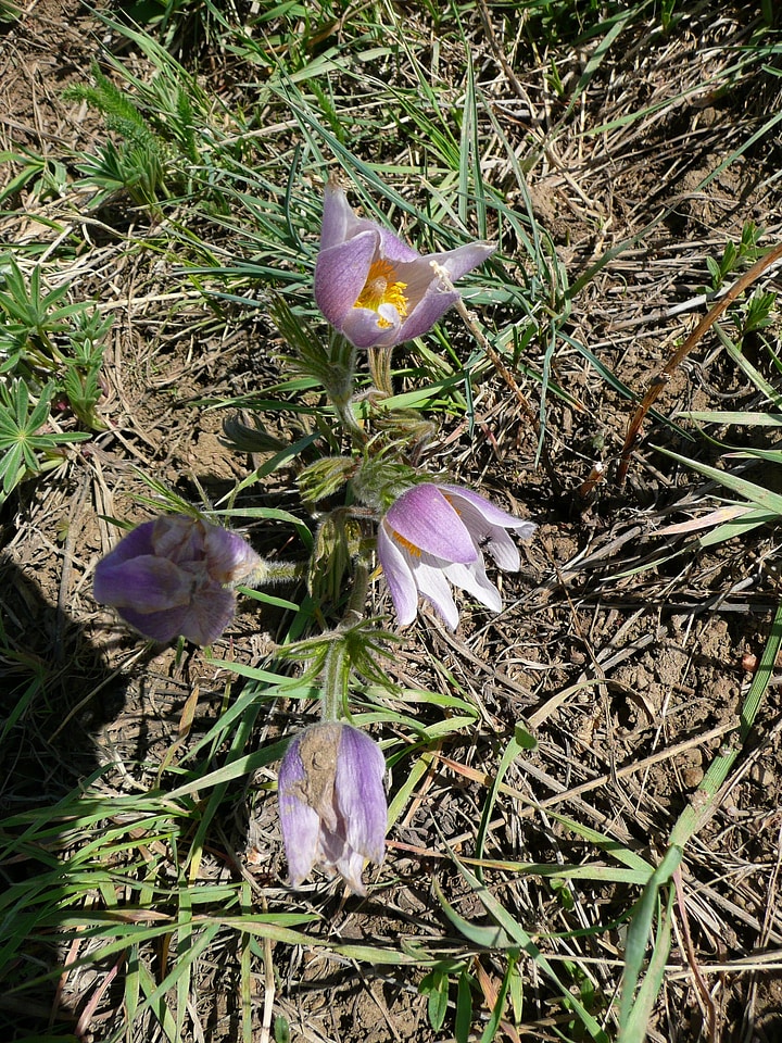 Meadow sandy soil hot