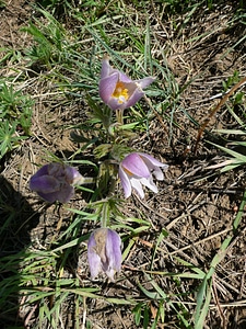 Meadow sandy soil hot